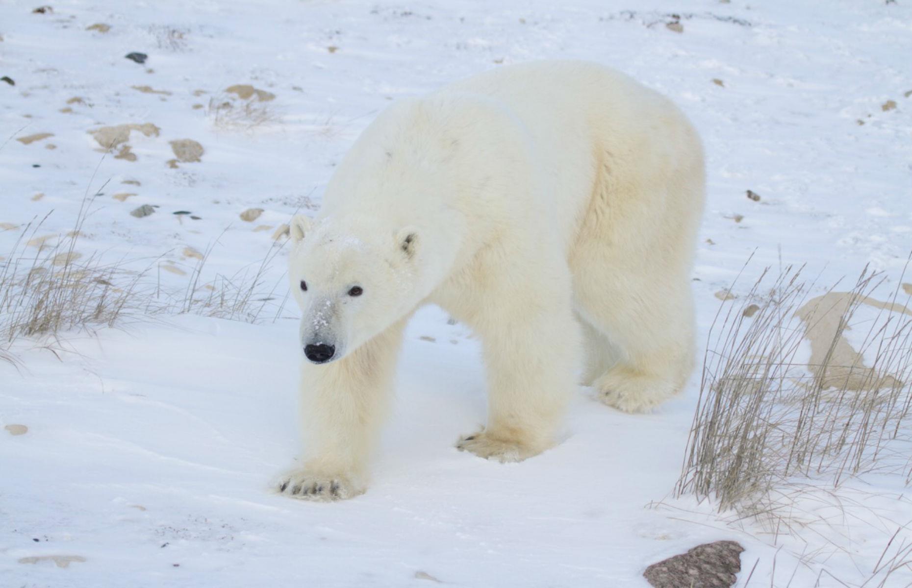 Polar Bears in Canada